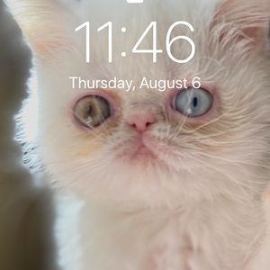 Meet your Posher, Julian